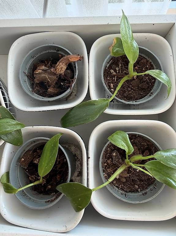 Piante & sementi: DROP DE PHILODENDRONS PRINCESS & WIZARD À PRIX MINI ! – Usato da Spiez venduto da Lunelu 2