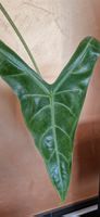 🤩Alocasia Longiloba Albo Variegata Rhizom 
