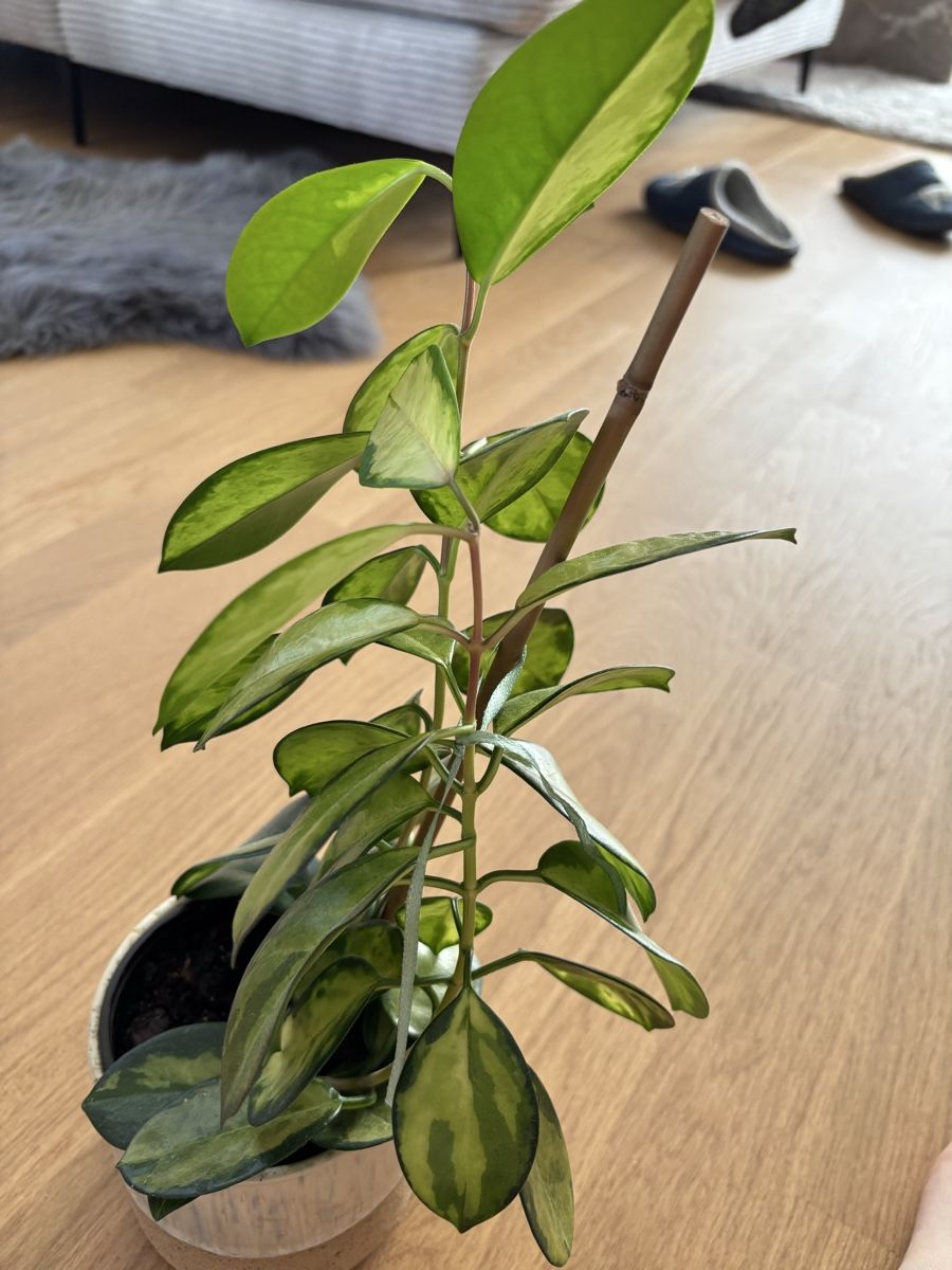 Piante & sementi: Hoya Tricolor mit Übertopf – Usato da Zizers venduto da L.Berther 1