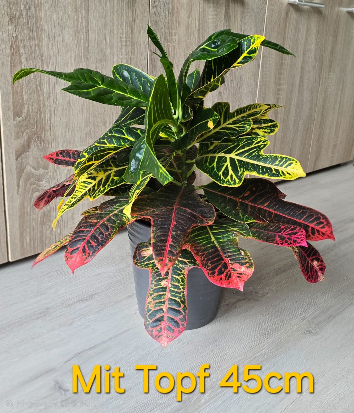 Piante & sementi: Schöne Zimmerpflanze Kroton - Codiaeum variegatum – Nuovo (secondo la descrizione) da Aarburg venduto da Glitzerschein