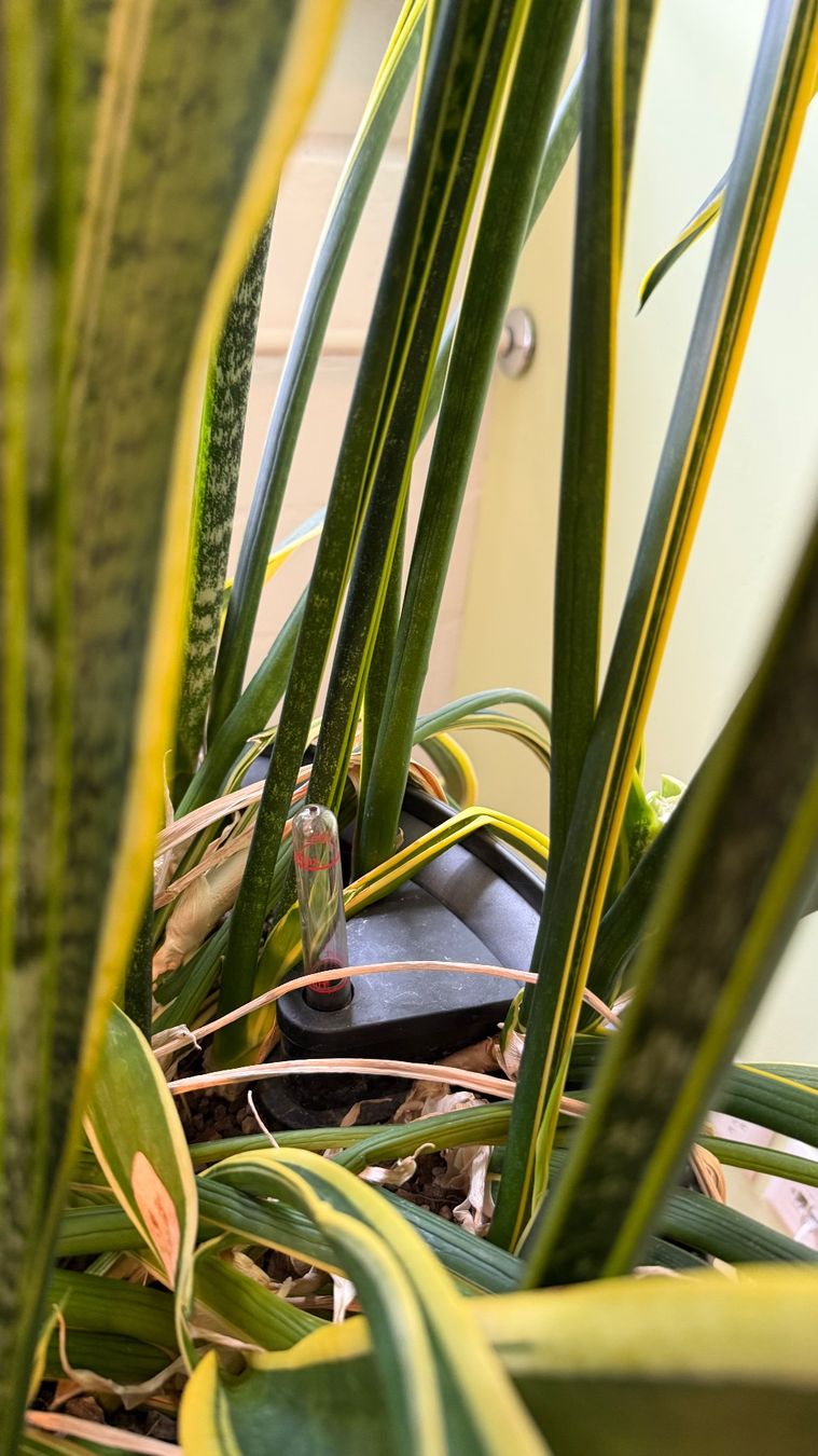 Plantes & graines: Bogenhanf / Hydrokultur – D'occasion à Stäfa par Sensor8712 2