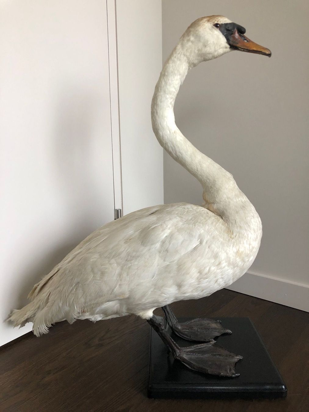 Welt der Tiere: Schwanpräparat - Taxidermie – Gebraucht aus Zürich von inga65 2