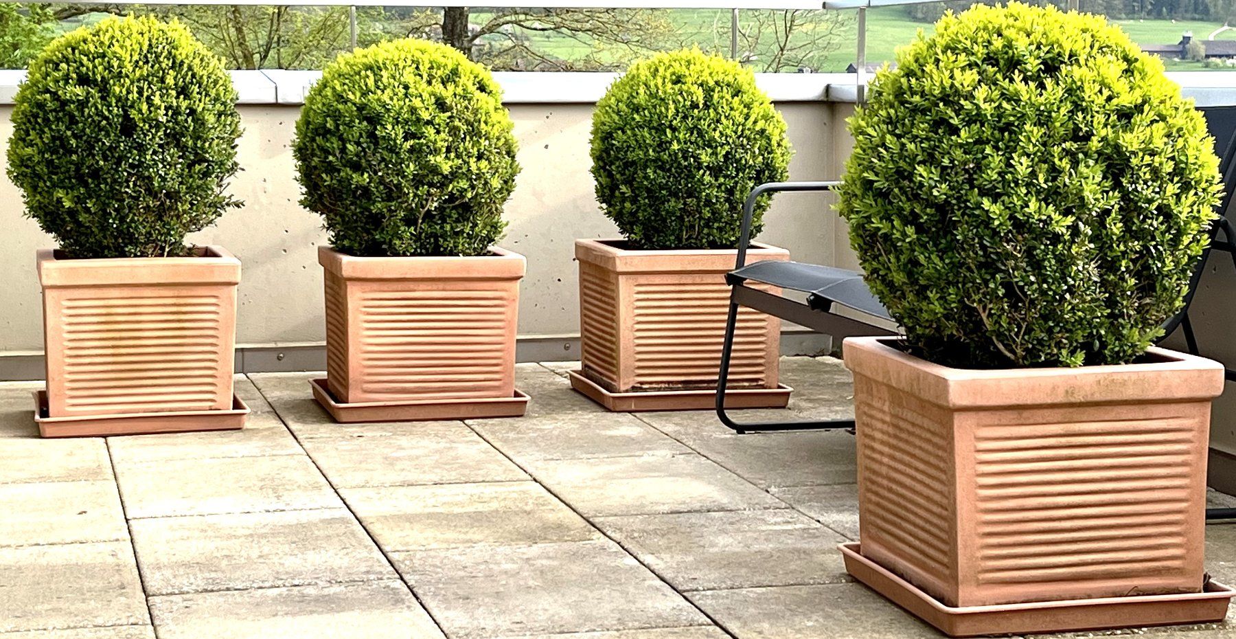 Pflanzen & Samen: Buxus Buchs Buchsbaum Kugelform mit Topf winterhart 30 Jahre – Gebraucht aus Wangen b. Olten von Buntgemischt 2