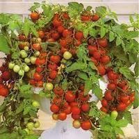 Cherry-Tomate Sweetie, 12 Samen