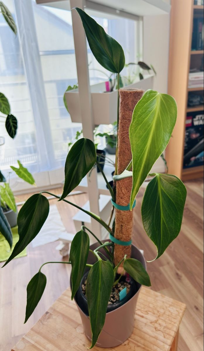 Pflanzen & Samen: Monstera Burle Marx Flame – Neu (gemäss Beschreibung) aus Scherzingen von Elefantenohr.ch 1