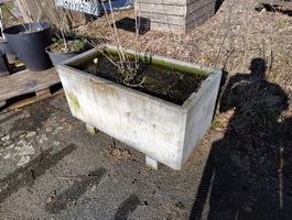 Grosser Betontrog, Pflanzentrog, mit Jostabeere
