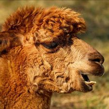 Profile image of Alpaca_Vicuna