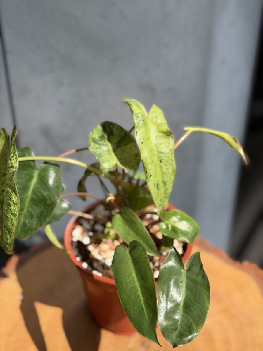 Piante & sementi: Philodendron Paraiso Verde – Nuovo (secondo la descrizione) da Buchrain venduto da Stetoscop 2
