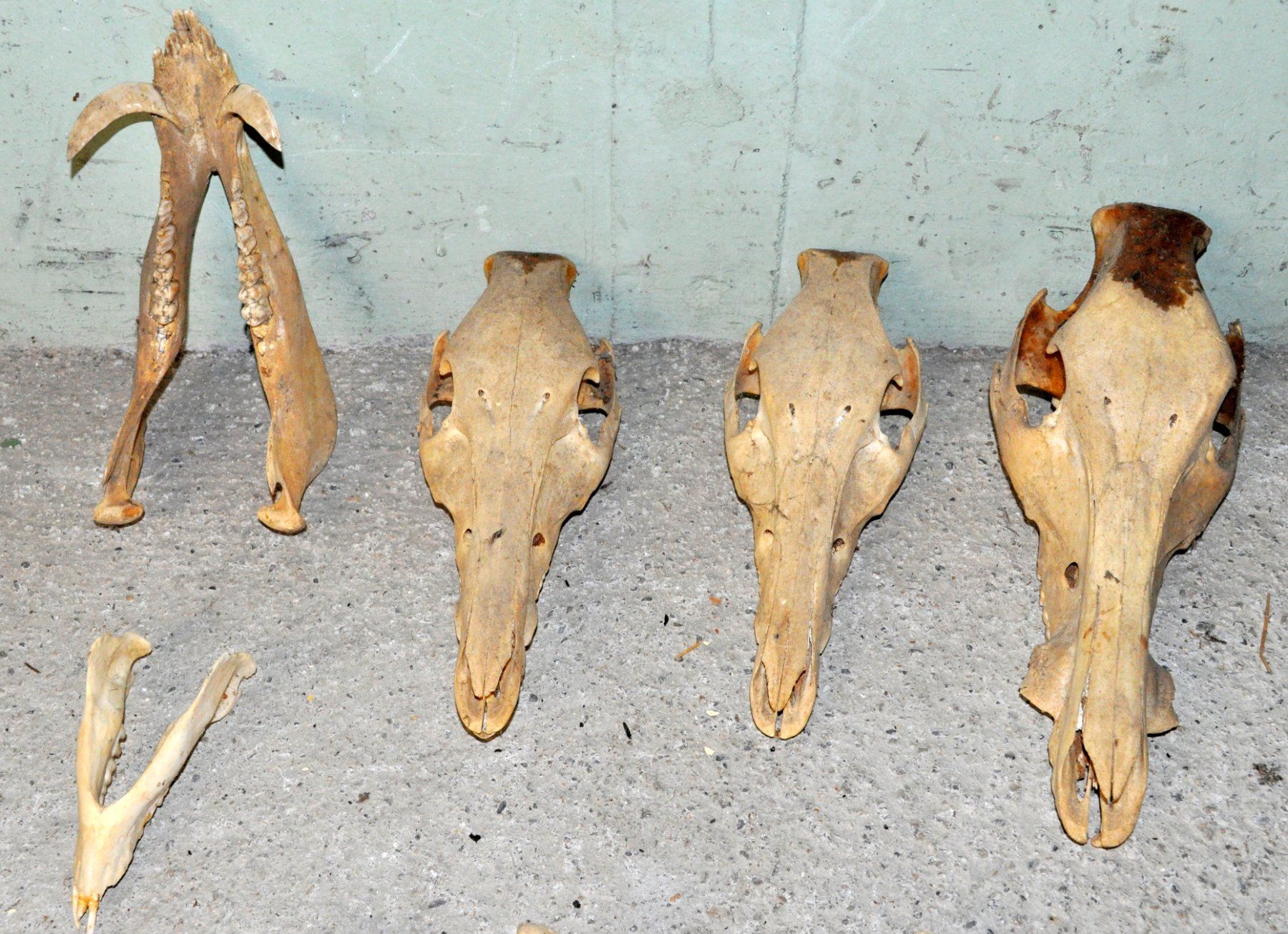 Welt der Tiere: Lot de 4 "crâne d'animaux" – Gebraucht aus Neuchâtel von Neuchatel 8