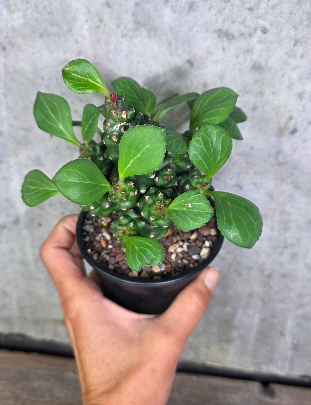 Piante & sementi: Euphorbia ritchiei – Usato da St.Erhard venduto da Plumilandschweiz 1