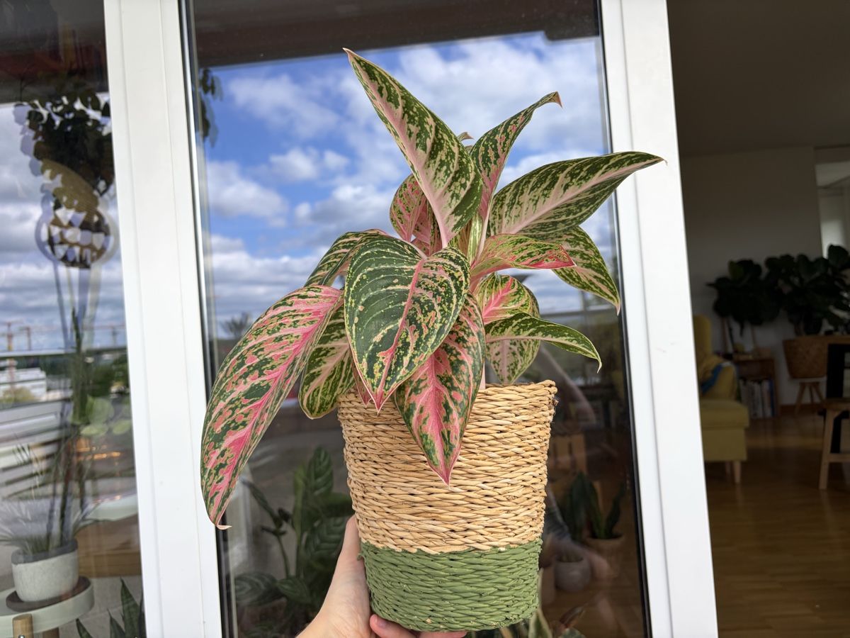 Plantes & graines: Aglaonema Cocomelon mit Topf – D'occasion à Baar par annasorbian 3