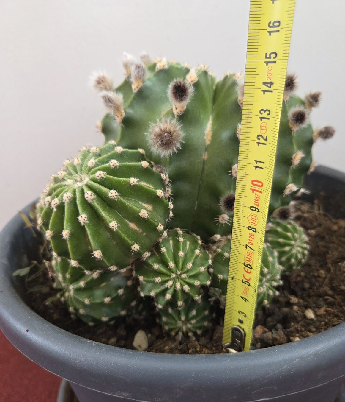 Piante & sementi: Echinopsis Eyriesii Kaktus – Usato da Konolfingen venduto da S1000RR-Karin 6