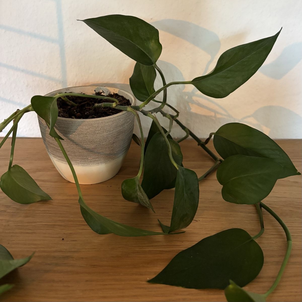 Plantes & graines: Efeutute klein – D'occasion à Zürich par keegstra 2