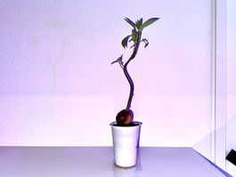 Avocado Baum (jungpflanze)