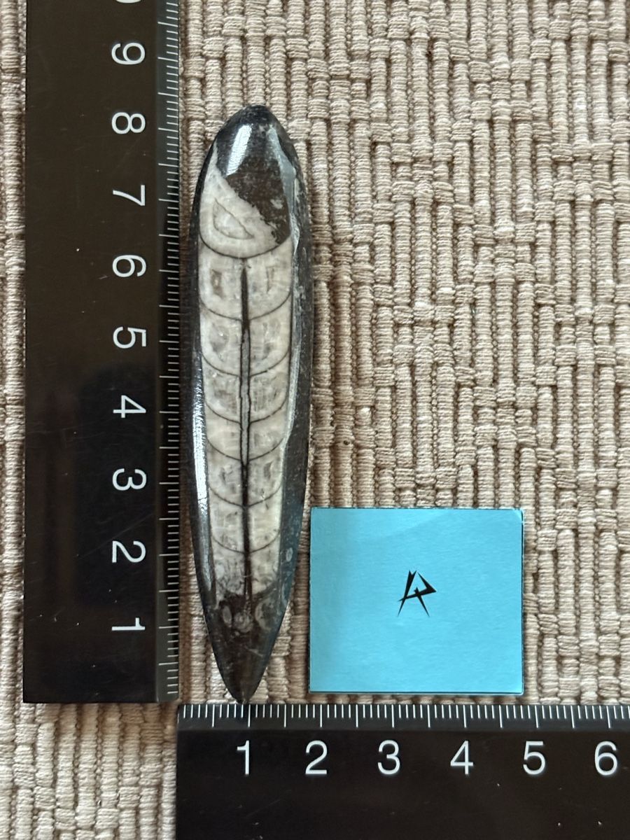 Fossili: Orthoceras versteinert  – Usato da Rümlang venduto da euqinom16