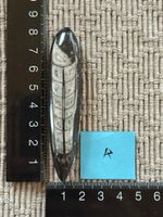 Orthoceras versteinert 