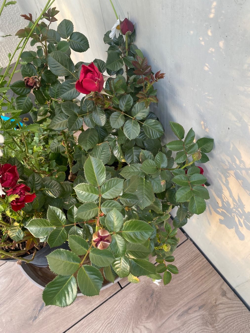 Piante & sementi: Rote Rose und Margeriten – Usato da Dübendorf venduto da MSIAH