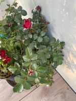 Rote Rose und Margeriten