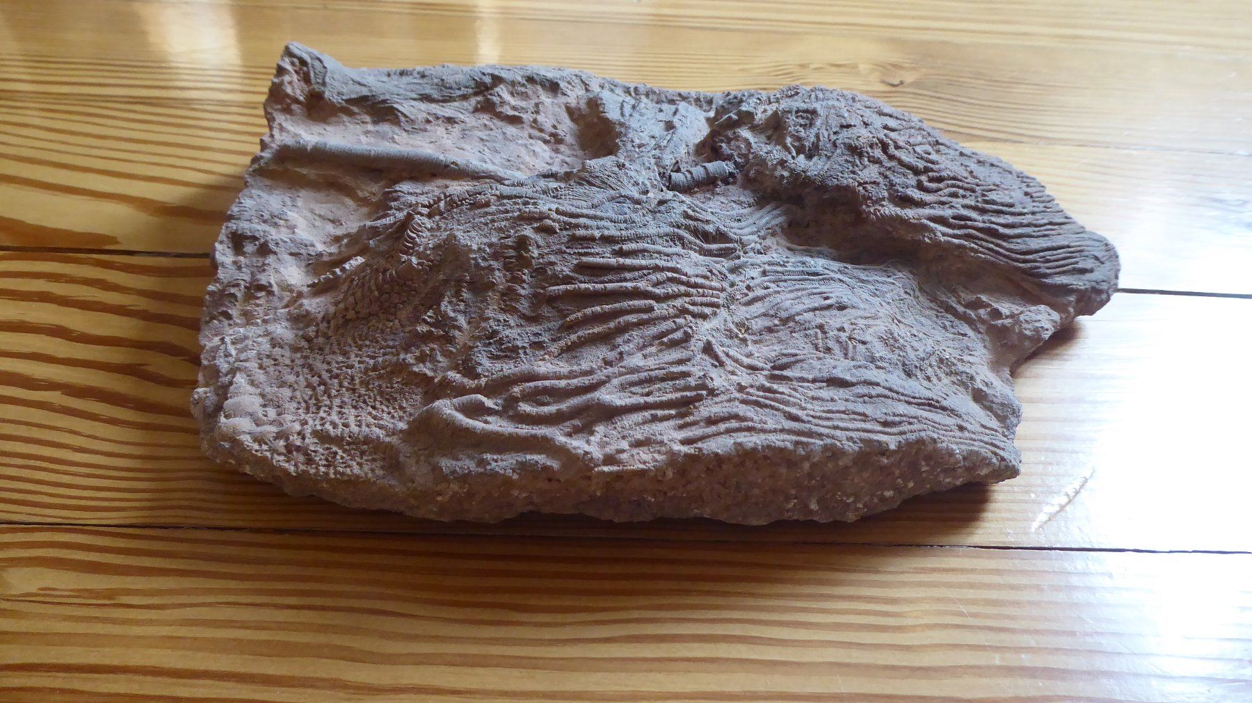 Fossili: Pentacrinites, Crinoid – Usato da Zullwil venduto da Dingo402 1