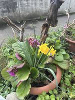 5 Blumen im Topf 