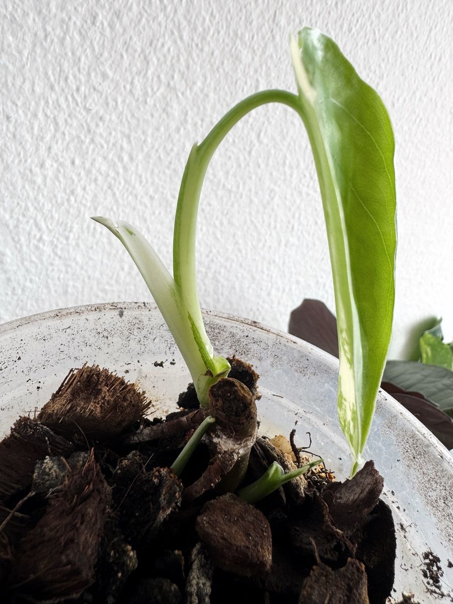 Piante & sementi: Syngonium Chiapense Variegated (multiple growth points) – Nuovo (secondo la descrizione) da Bern venduto da Lucas_Ma 1