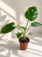 Zimmerpflanze Strelitzia guter Zustand🌿✨