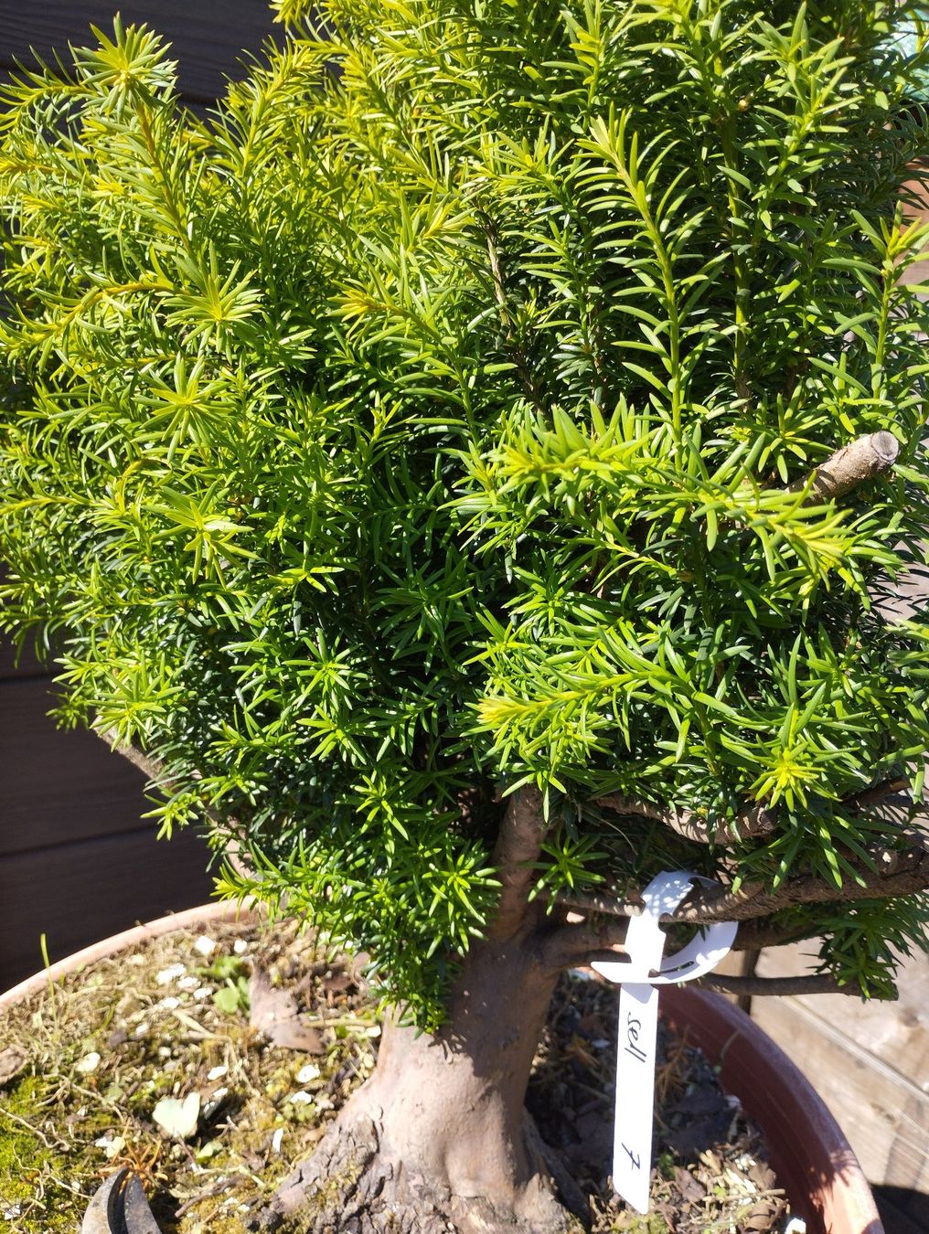 Piante & sementi: Bonsai Rohling Eibe – Usato da Oberwil BL venduto da suaku 7