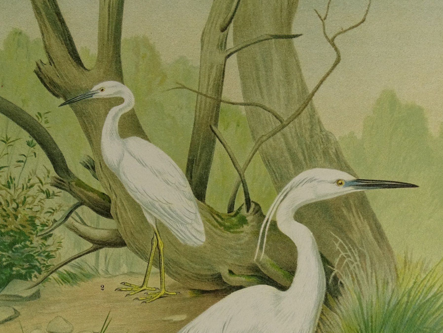 Grafica & Litografie: SEIDENREIHER, CHROMOLITHOGRAPHIE UM 1900 – Usato da Grüningen venduto da Kartensammler 3