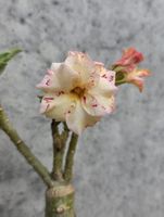 Wüstenrose / Adenium Obesum veredelte Pflanze