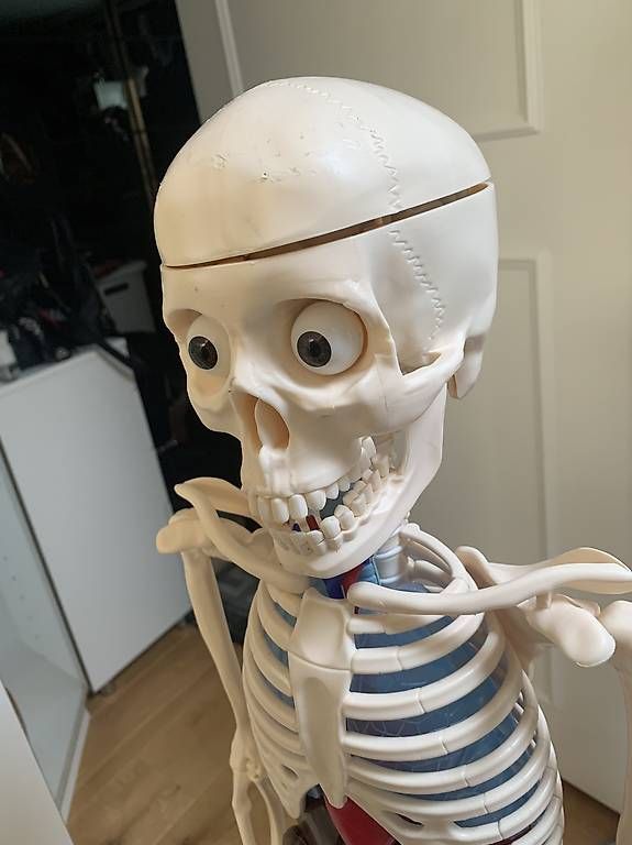 Kit di modellismo & Modellini statici: Älteres detailliertes Anatomie Lehrmodell – Usato da Rothrist venduto da Oddymanliane 2