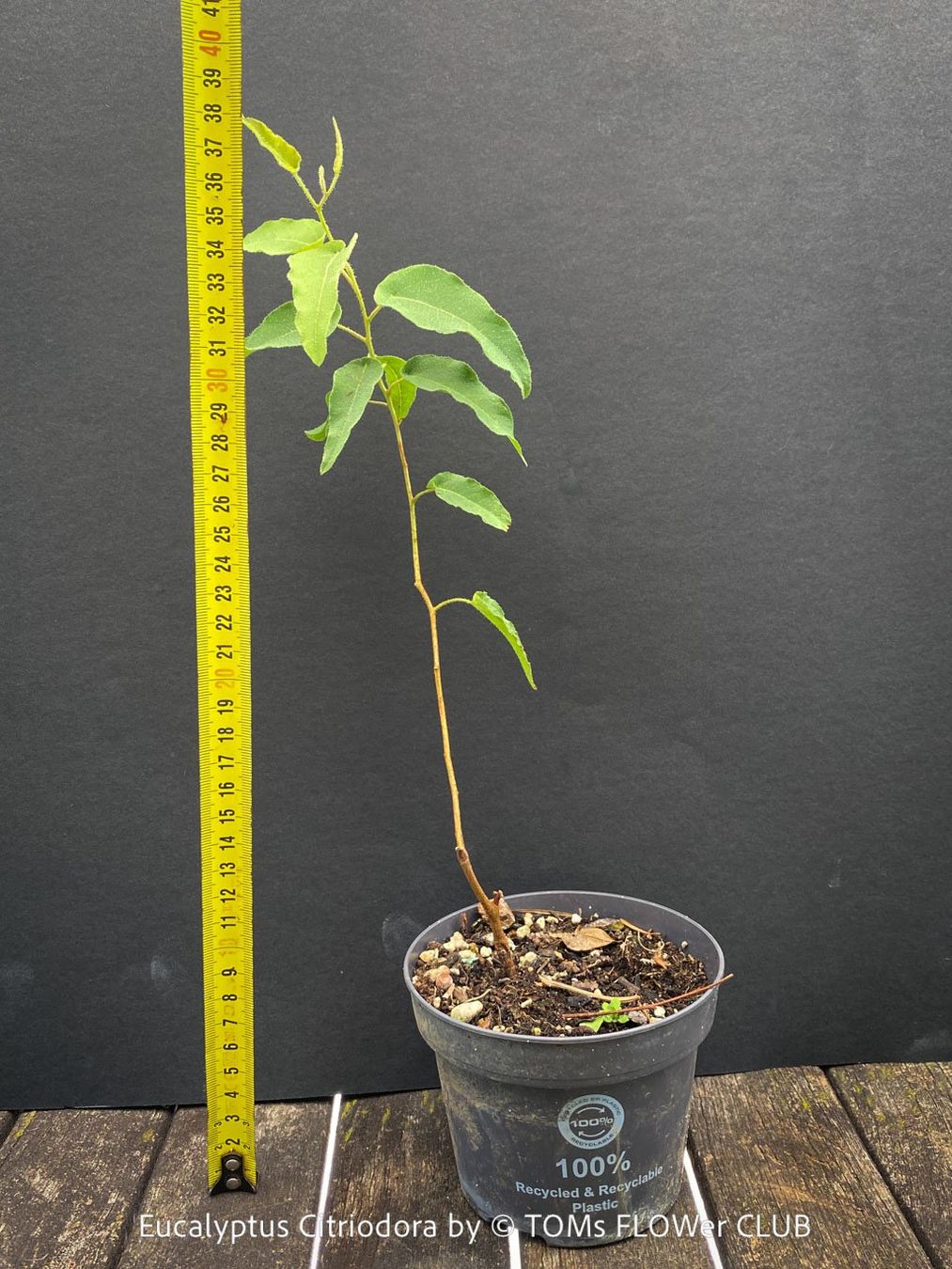 Piante & sementi: Corymbia Citriodora - Zitronen-Eukalyptus stark duftend – Nuovo e nell'imballaggio originale da Adliswil venduto da astom369 3
