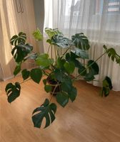 Monstera Deliciosa gross und schön