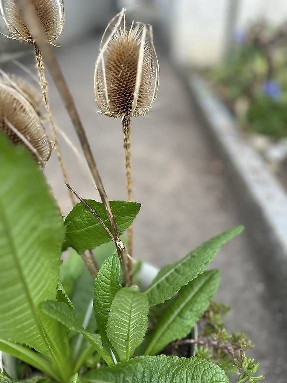 Plantes & graines: Karde – D'occasion à Frauenfeld par Irene.Schuppli 1