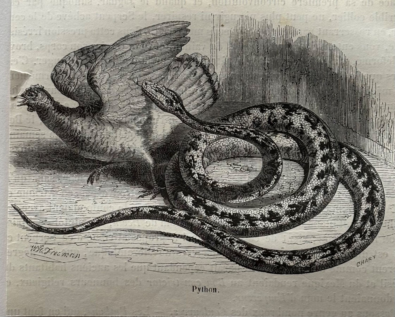 Stiche: Stahlstich 1843 - Python Schlange – Gebraucht aus Frauenfeld von Merk52