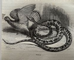 Stahlstich 1843 - Python Schlange