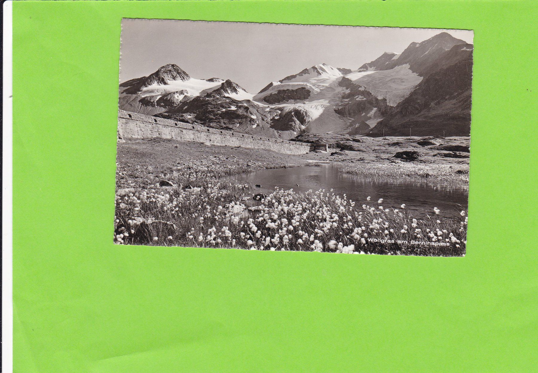 Cartoline postali: Wollgras am Berninapass – Usato da St. Peterzell venduto da neckertal