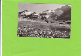 Wollgras am Berninapass