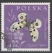 POLEN: SCHMETERLING : APOLLP  (5