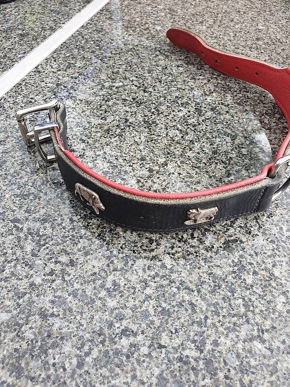 Guinzagli & Collari: Hunde echt Leder Halsband – Usato da Rickenbach LU venduto da trucker.s