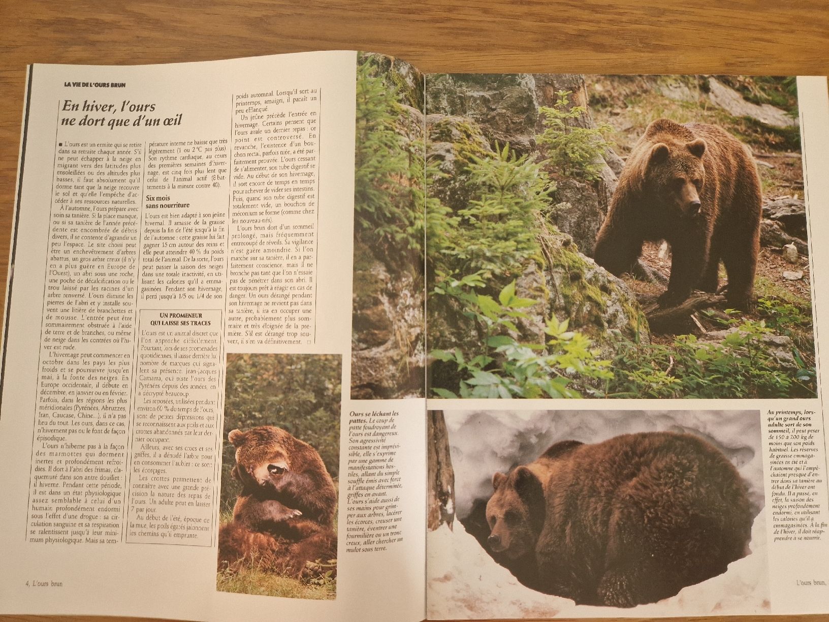 Riviste & Magazine: Vie sauvage - l'ours brun – Nuovo (secondo la descrizione) da Villars-sur-Glâne venduto da Agnie80 1