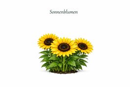 Sonnenblumen, 30 Samenkorn