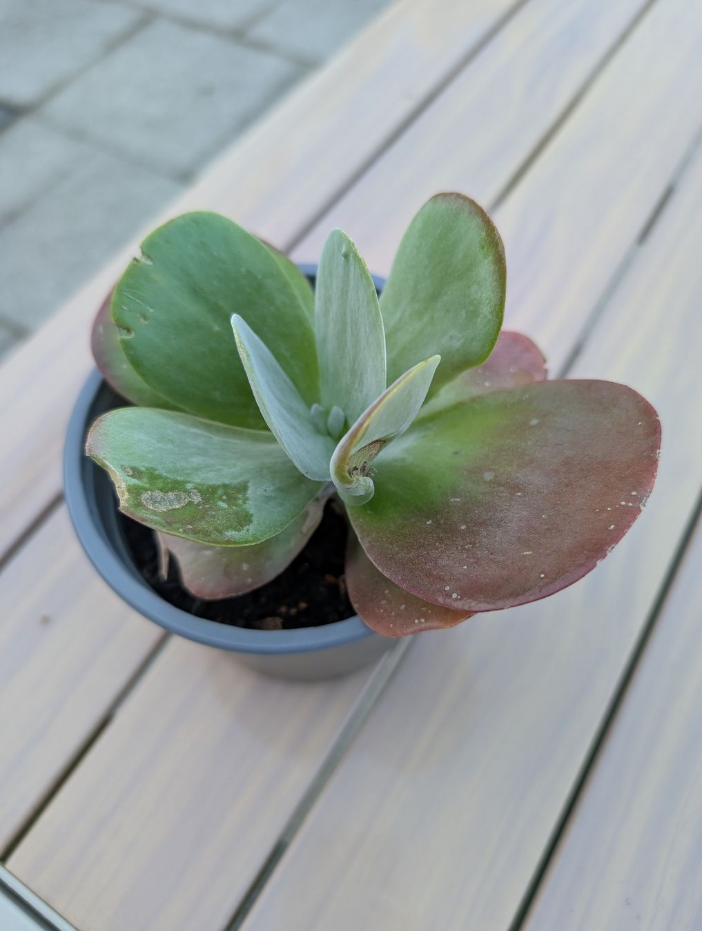 Plantes & graines: Wüstenkohl Ableger – Neuf (Voir description) à Winterthur par voan 1