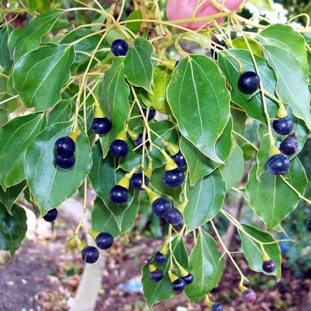 Piante & sementi: Camphrier / arbre à camphre  15-20cm – Nuovo (secondo la descrizione) da Bremblens venduto da FIBONACCI369 1