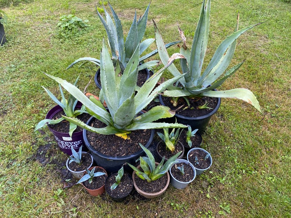 200x Agave Samen – Seltene Winterharte Kräuterpflanzen, Für Garten, Hochbeet & Balkon, Exotische Grünpflanze, Bonsai Geeignet