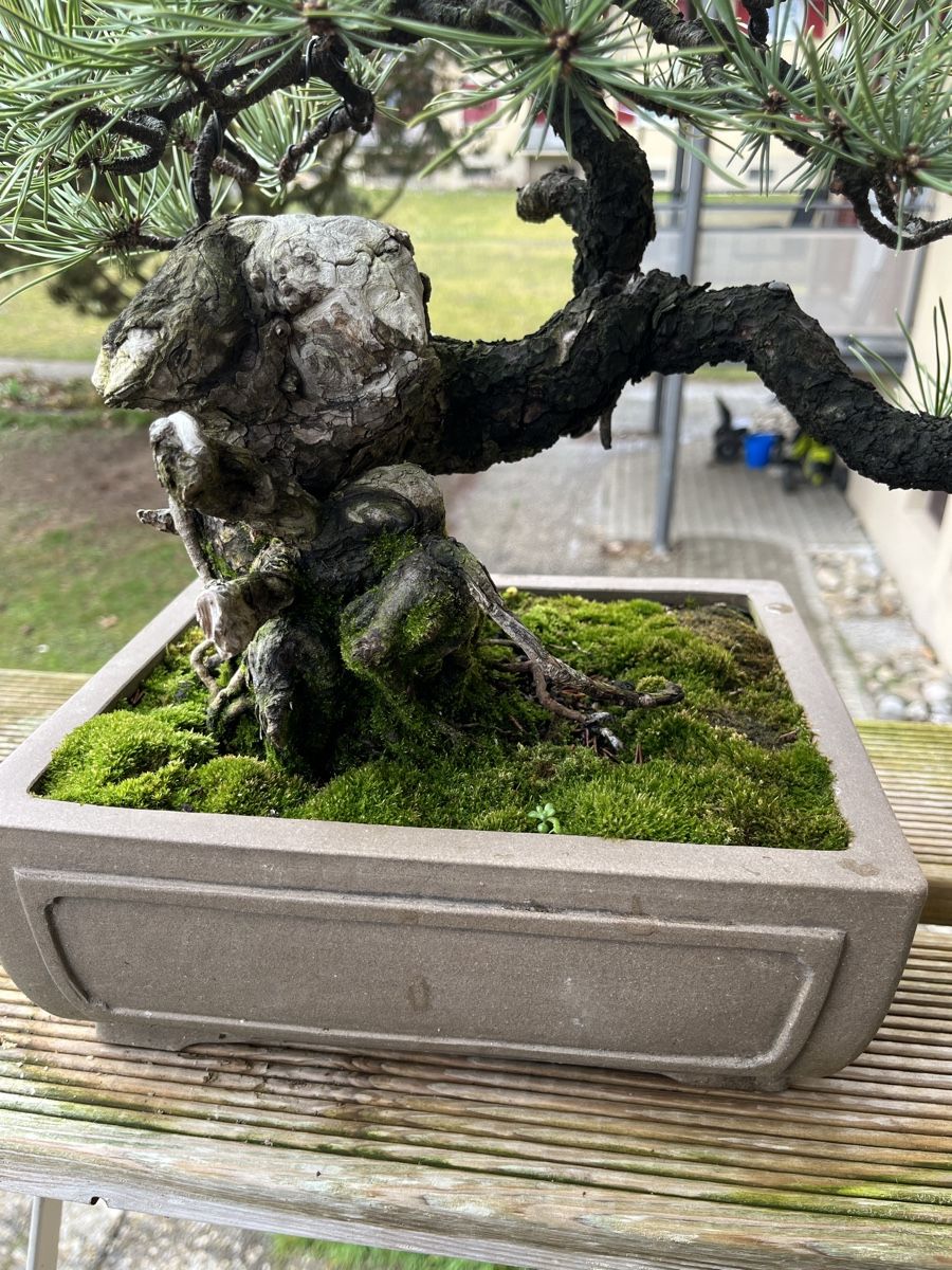 pinus mugo bonsai, yamadori (Gebraucht) in Lengnau BE fr CHF 373  nur  Abholung auf Ricardo kaufen