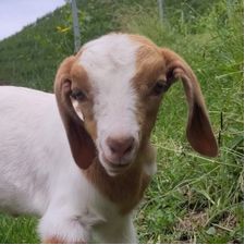 Profile image of marii_