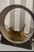 Katzenlaufrad 
