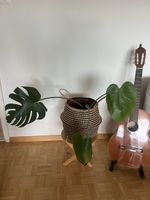 Monstera deliciosa Pflanze mit Korb in gutem Zustand