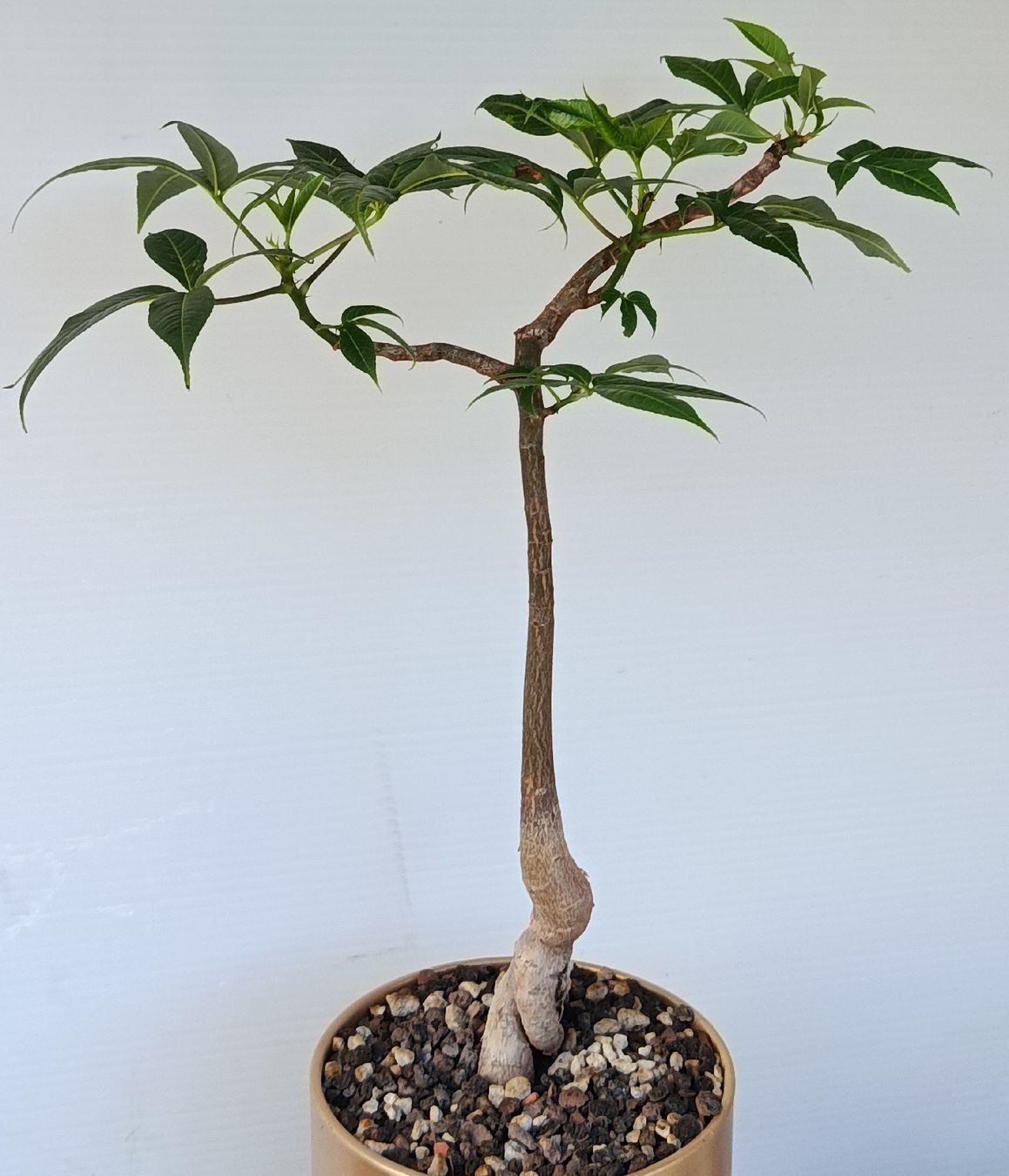 Piante & sementi: Chorisia speciosa bonsai – Usato da Comano venduto da che_8lc2 1