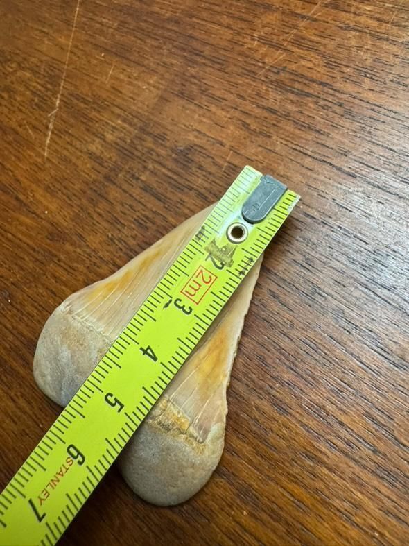 Fossili: dent de requin fossilisee – Usato da Vésenaz venduto da Angela.C3 5